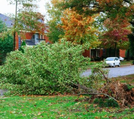 Storm debris scattered across a yard in Raleigh, NC.