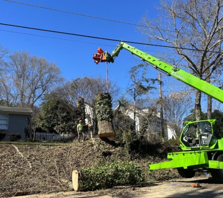 Raleigh Tree Service removing a hazardous tree from a front yard in Raleigh, NC.