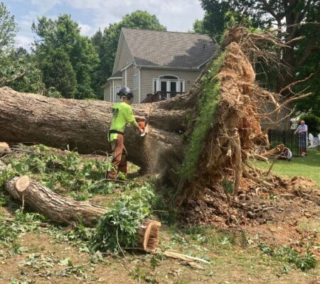 A large, fallen tree after a storm, being assessed by Raleigh Tree Service, in Wake County, NC.