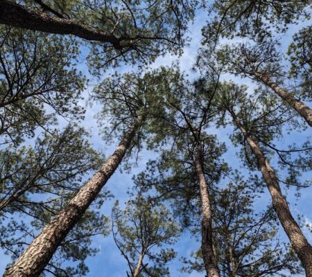 Beautiful canopy of loblolly pine trees in North Carolina.