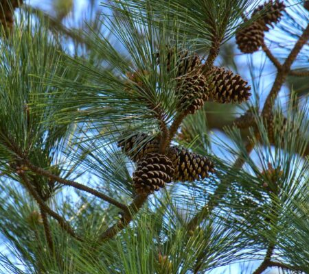 Loblolly pine leaves.