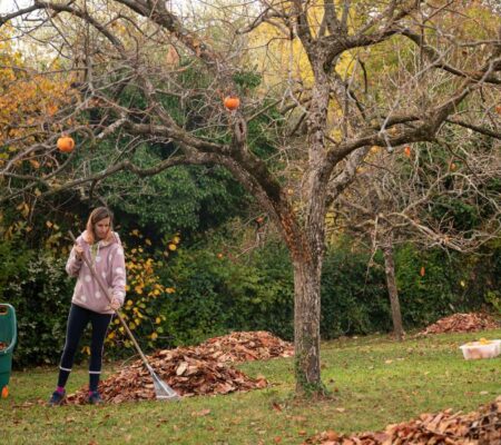 is my tree dead or dormant