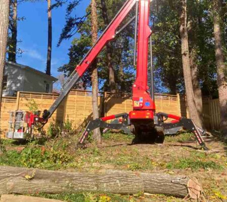 how to root a cutting from a tree