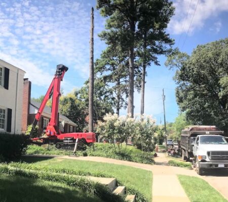 Tree removal near me in Knightdale, North Carolina title image