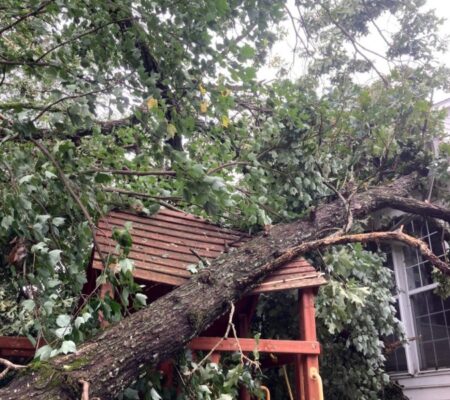 trees most likely to fall in wind