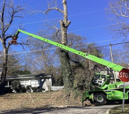 Wendell tree removal & tree service near you hero image