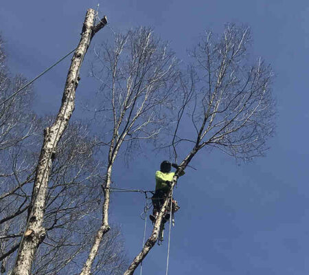will broken branches kill a tree