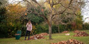 is my tree dead or dormant