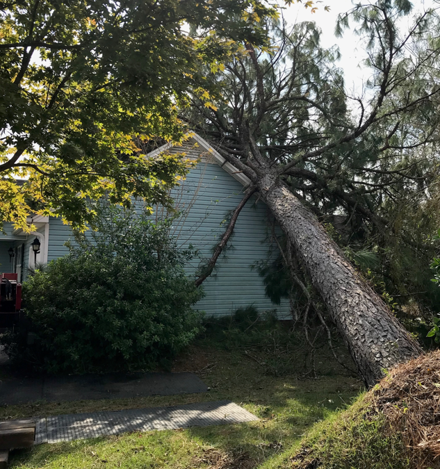 Raleigh, NC, Tree Care Professionals are ready for your tree service emergencies