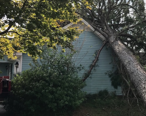 Emergency Tree Services in Raleigh, NC