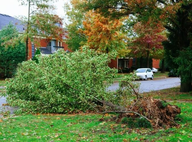 Fallen tree removal near me in Wake County, NC