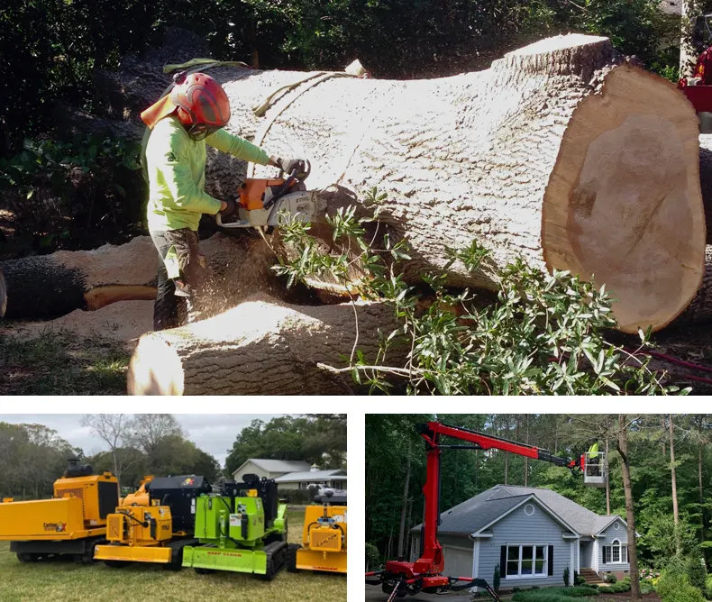 tree removal raleigh nc