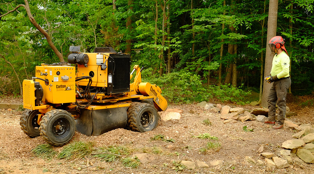 How Do You Remove a Tree Stump From the Ground in Wake Forest, NC?