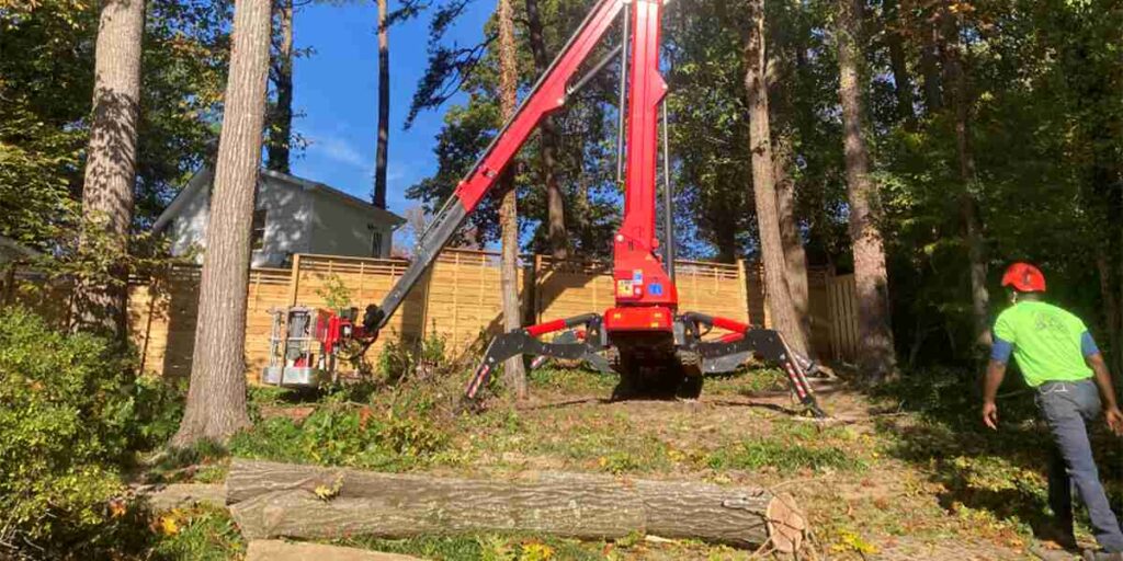 how to root a cutting from a tree