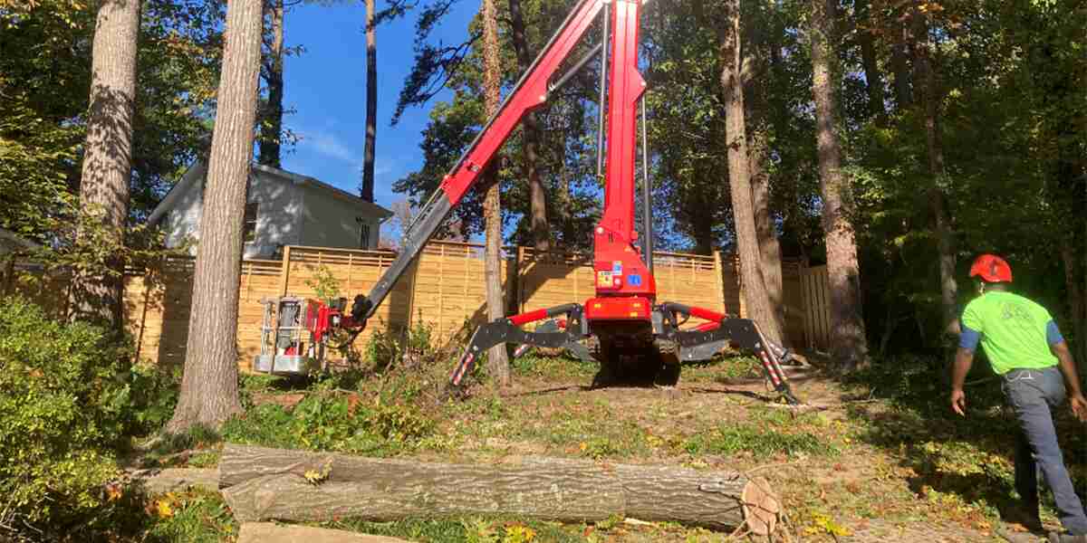 how to root a cutting from a tree
