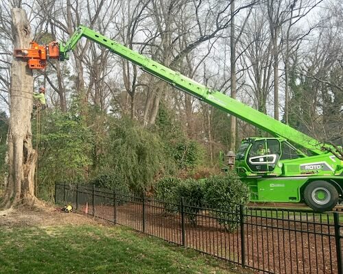 knightdale-tree-service-near-me-in-north-carolina