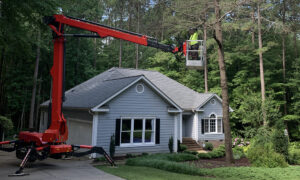 prevent tree from falling on house