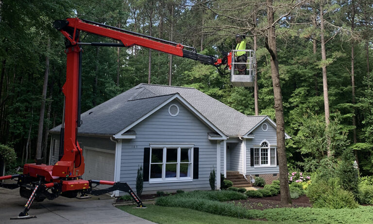 How to Prevent a Tree from Falling on Your House: 5 Best Ways