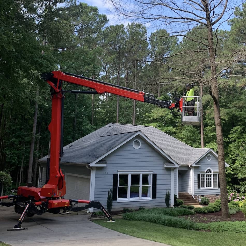 Raleigh Tree Trimming Near Me In North Carolina