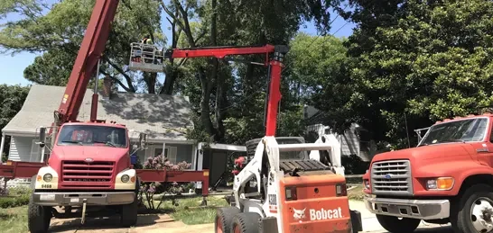 tree trimming pruning raleigh nc