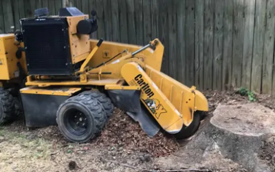 What to Do After Stump Grinding: Best Practices