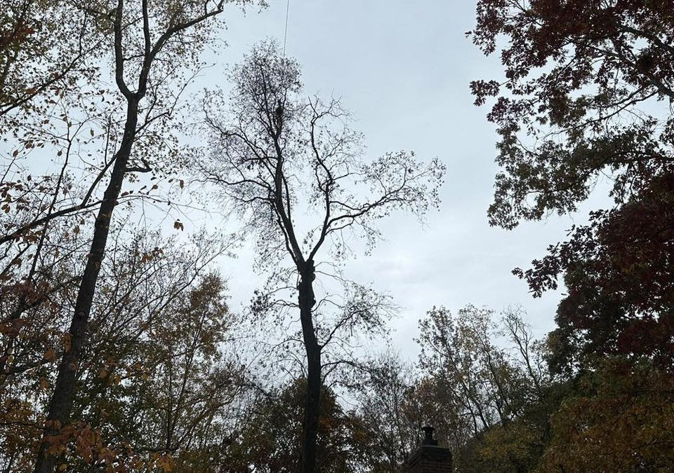 Raleigh Tree Service Offers Expert Winter Tree Assessments