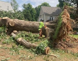 Tree damage clean up near you in Wake County, NC