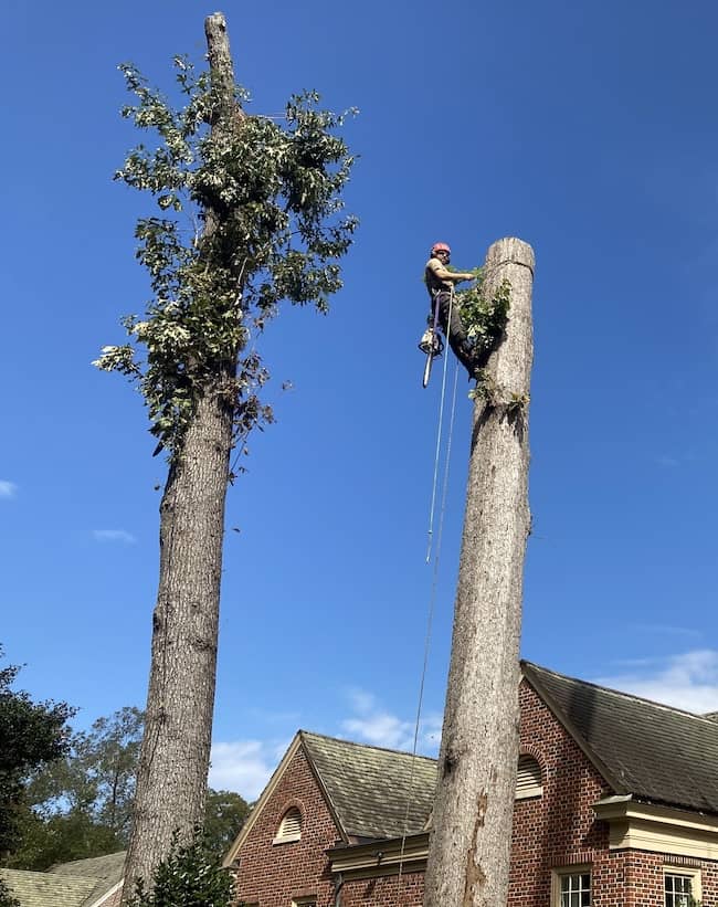 Tree removal near me in Zebulon, North Carolina