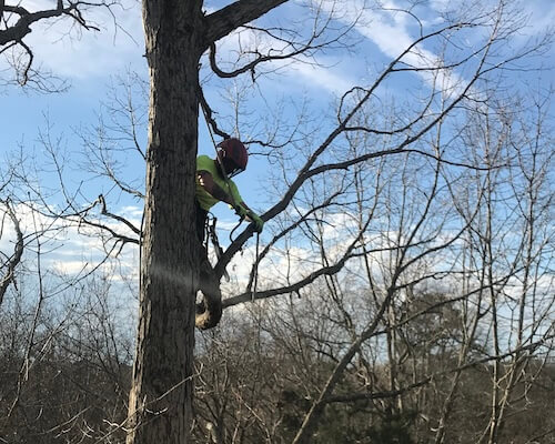 tree-service-near-me-knightdale-north-carolina