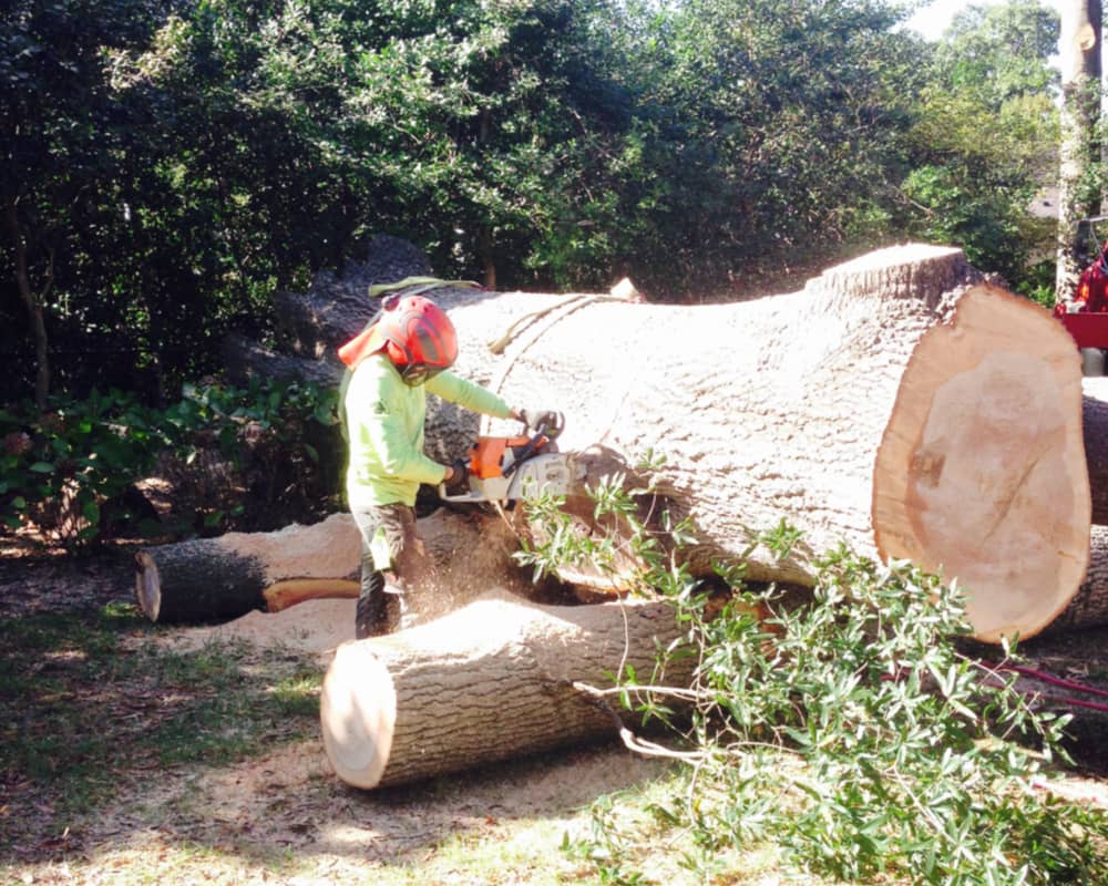 Tree stump removal near me in Raleigh, NC