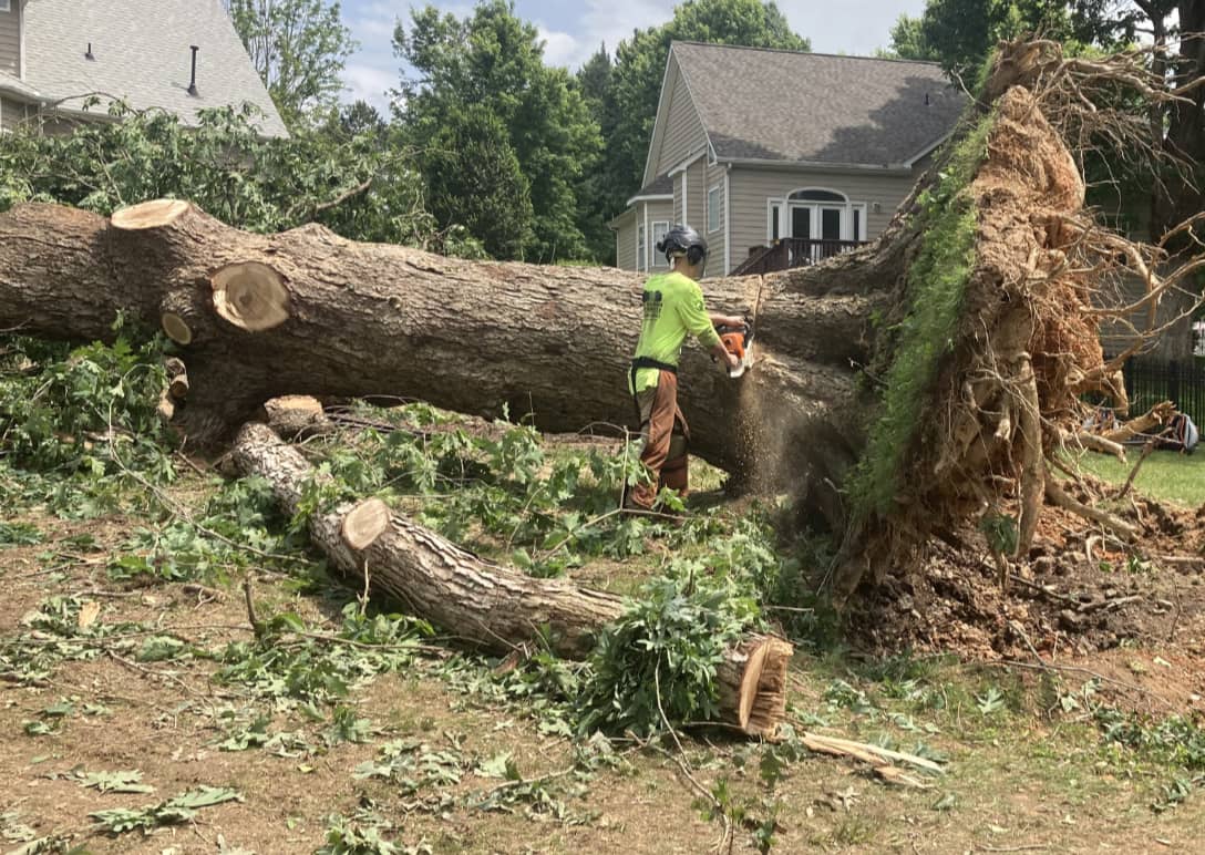 Tree stump removal near you in Raleigh, NC