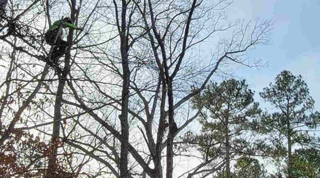 What Is Tree Surgery, and When Is It Necessary in Wake Forest, NC?