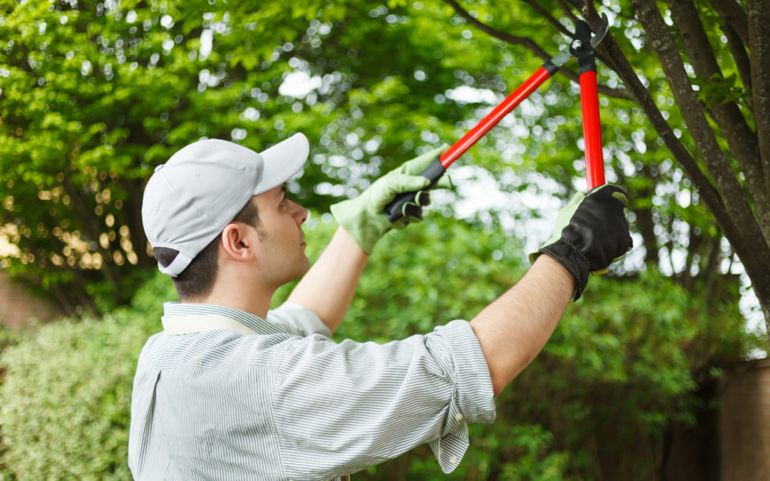 How to Prune Young Trees: Best Practices