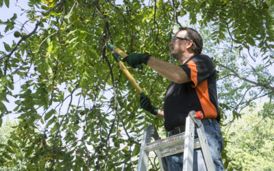 5 Reasons Tree Trimming is Important for Your Garden