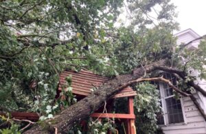 trees most likely to fall in wind