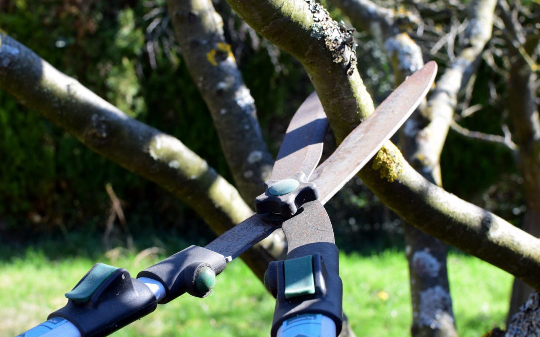 Tree Trimming vs Pruning: Is There a Difference?
