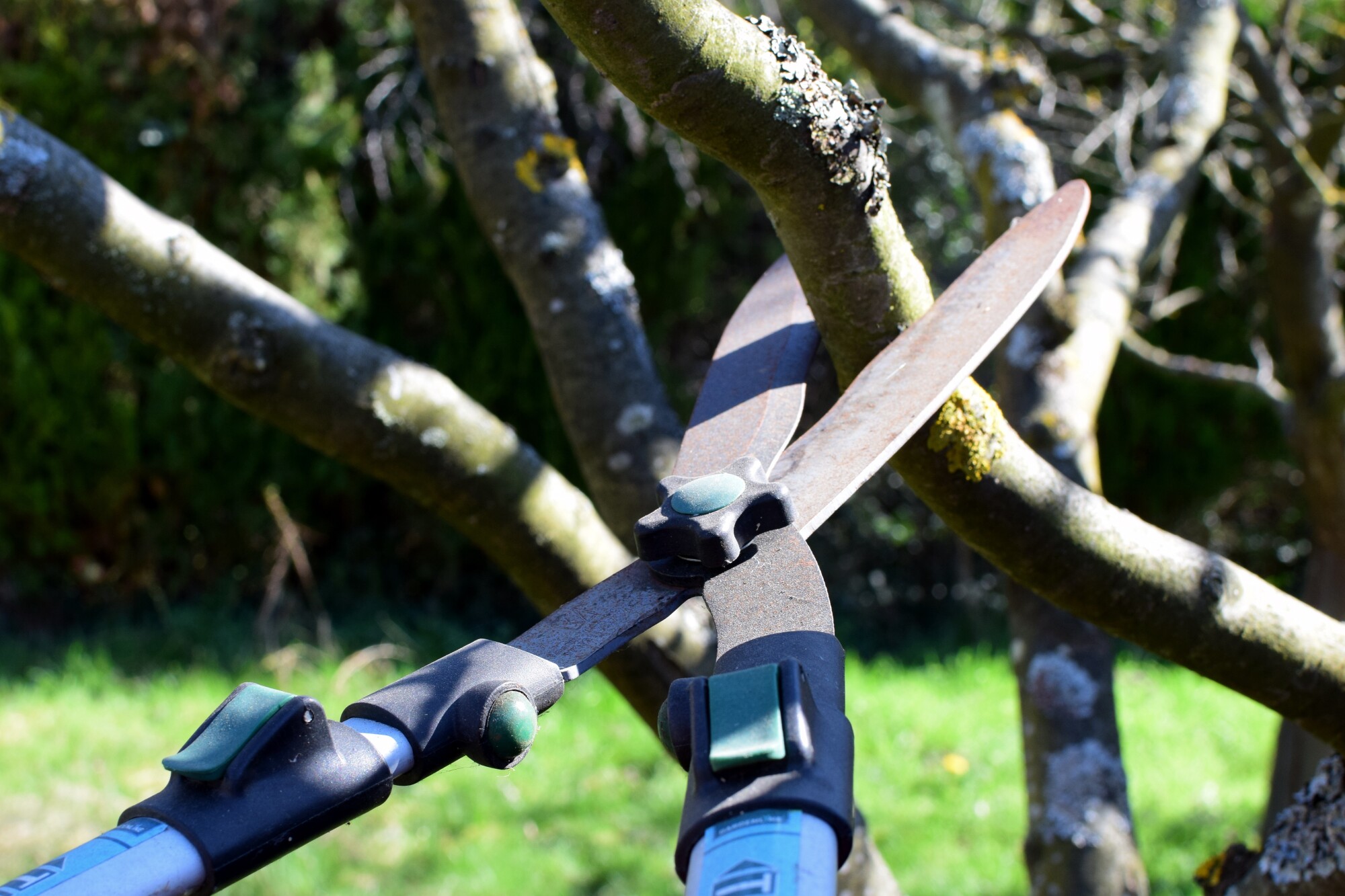 Tree Trimming vs Pruning The Difference According to an Arborist