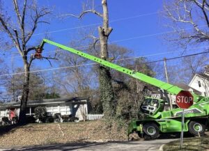 Wendell tree removal & tree service near you hero image