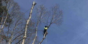 will broken branches kill a tree