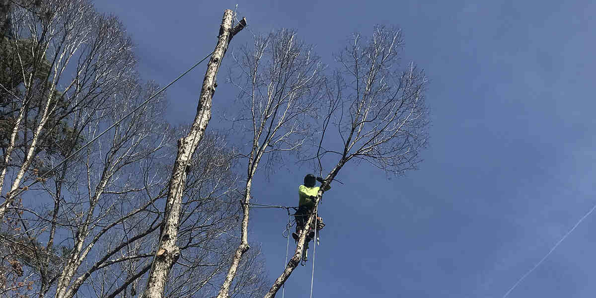 will broken branches kill a tree