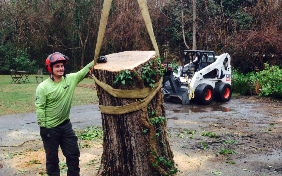 Raleigh Tree Service provides Quality, Expert Emergency Tree Care to Raleigh NC