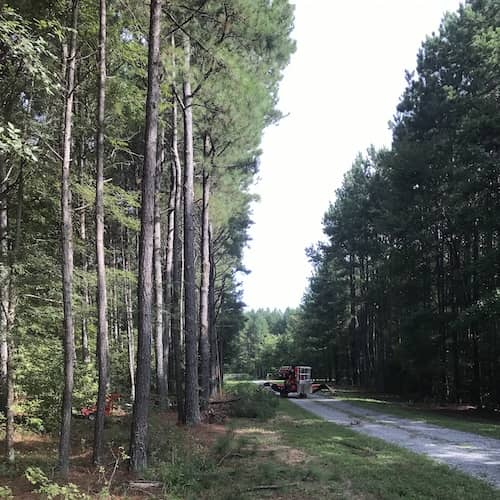 Zebulon NC tree service